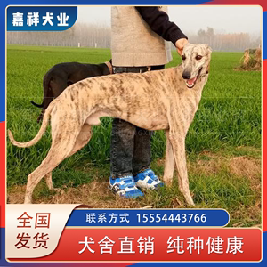 一年的细狗不知道逮兔子_一年的细狗好训练拿兔子-警犬训练器材厂家 _警犬训练用品_工作犬训练用品-南京开久警犬装备