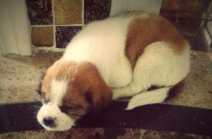 犬窝咳症状怎么治疗萌宠-警犬训练器材厂家 _警犬训练用品_工作犬训练用品-南京开久警犬装备