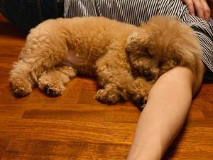 我是靓靓的母狗下篇-警犬训练器材厂家 _警犬训练用品_工作犬训练用品-南京开久警犬装备