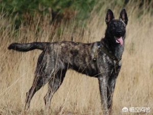 纯种下司犬的特征(下司犬纯种多少钱)-警犬训练器材厂家 _警犬训练用品_工作犬训练用品-南京开久警犬装备