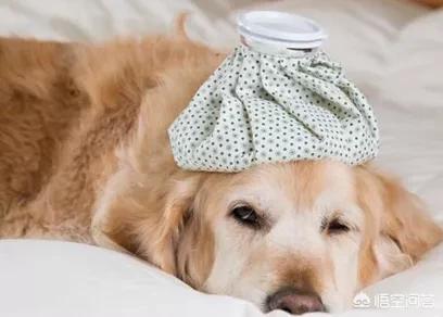 把狗狗遗弃在宠物医院(狗狗去宠物医院会不会被传染) - 警犬训练器材厂家 _警犬训练用品_工作犬训练用品-南京开久警犬装备-警犬训练器材厂家 _警犬训练用品_工作犬训练用品-南京开久警犬装备