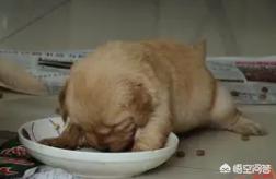 金毛狗粮哪个牌子好用(金毛幼犬吃什么牌子的狗粮最好)-警犬训练器材厂家 _警犬训练用品_工作犬训练用品-南京开久警犬装备