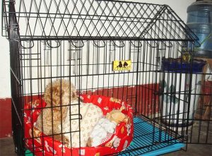 狗狗铁笼(狗狗铁笼怎么折叠)-警犬训练器材厂家 _警犬训练用品_工作犬训练用品-南京开久警犬装备