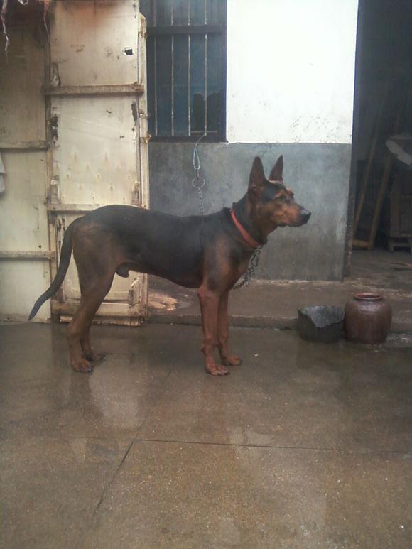 肉狗是什么狗萌宠(肉狗是什么品种的狗) - 警犬训练器材厂家 _警犬训练用品_工作犬训练用品-南京开久警犬装备-警犬训练器材厂家 _警犬训练用品_工作犬训练用品-南京开久警犬装备