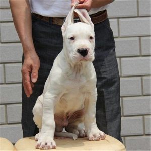 小型杜高犬中国杜高(混血杜高犬像杜高吗)-警犬训练器材厂家 _警犬训练用品_工作犬训练用品-南京开久警犬装备