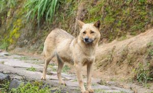 纯种斑点狗多少钱一只_三个月的斑点狗多少钱一只-警犬训练器材厂家 _警犬训练用品_工作犬训练用品-南京开久警犬装备