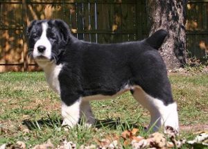 中亚牧羊犬的优点和缺点(中亚牧羊犬优缺点)-警犬训练器材厂家 _警犬训练用品_工作犬训练用品-南京开久警犬装备