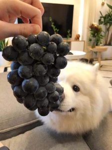 狗吃什么药会死掉?泰迪狗吃什么会死掉-警犬训练器材厂家 _警犬训练用品_工作犬训练用品-南京开久警犬装备