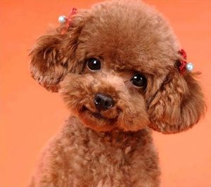 比较便宜的宠物狗有哪些品种(便宜点的宠物狗有哪些)-警犬训练器材厂家 _警犬训练用品_工作犬训练用品-南京开久警犬装备