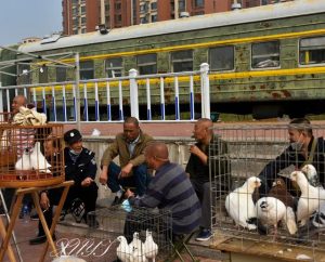 北京猫狗宠物市场_无锡猫狗宠物市场-警犬训练器材厂家 _警犬训练用品_工作犬训练用品-南京开久警犬装备