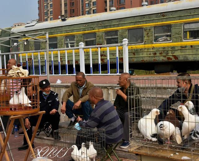 北京猫狗宠物市场_无锡猫狗宠物市场 - 警犬训练器材厂家 _警犬训练用品_工作犬训练用品-南京开久警犬装备-警犬训练器材厂家 _警犬训练用品_工作犬训练用品-南京开久警犬装备