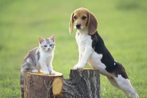 支持禁食猫狗(禁食猫狗的国家)-警犬训练器材厂家 _警犬训练用品_工作犬训练用品-南京开久警犬装备