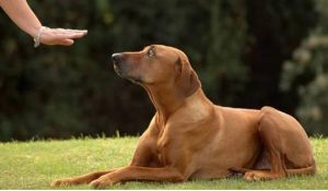 狗狗技能大全(狗狗的技能30个)-警犬训练器材厂家 _警犬训练用品_工作犬训练用品-南京开久警犬装备