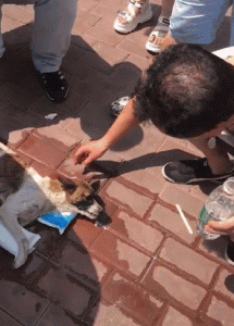 狗狗喘了一夜了还没生(狗狗喘了一夜了还没生怎么办)-警犬训练器材厂家 _警犬训练用品_工作犬训练用品-南京开久警犬装备