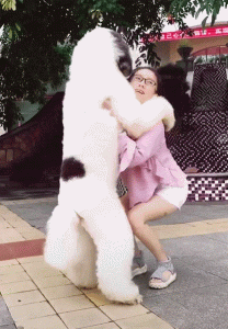 常见的大型犬有哪些(常见的大型犬品种有哪些 *** )-警犬训练器材厂家 _警犬训练用品_工作犬训练用品-南京开久警犬装备