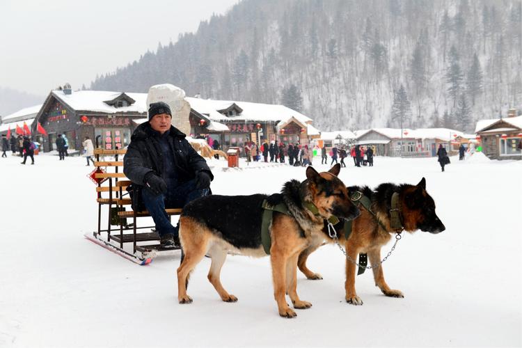 哈尔滨狗(哈尔滨狗拉雪橇) - 警犬训练器材厂家 _警犬训练用品_工作犬训练用品-南京开久警犬装备-警犬训练器材厂家 _警犬训练用品_工作犬训练用品-南京开久警犬装备