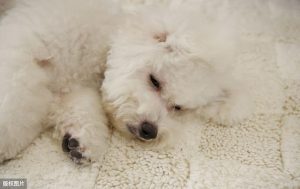 比比熊犬多少钱一只(小比熊犬多少钱一只)-警犬训练器材厂家 _警犬训练用品_工作犬训练用品-南京开久警犬装备