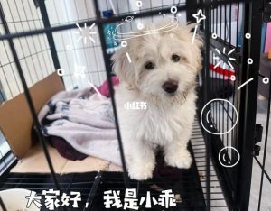天津狗狗领养(天津狗狗领养中心地址)-警犬训练器材厂家 _警犬训练用品_工作犬训练用品-南京开久警犬装备