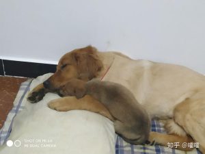 狗狗干了我一小时(狗狗饭后一小时吐了)-警犬训练器材厂家 _警犬训练用品_工作犬训练用品-南京开久警犬装备