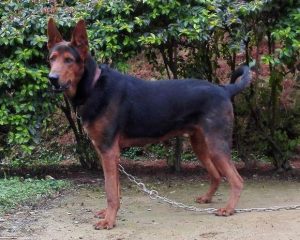 莱州红犬的特点萌宠(莱州红犬特点介绍)-警犬训练器材厂家 _警犬训练用品_工作犬训练用品-南京开久警犬装备