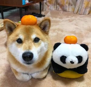 狗狗那东西好大啊萌宠-警犬训练器材厂家 _警犬训练用品_工作犬训练用品-南京开久警犬装备