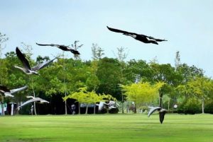 崇明明珠湖能带狗吗(崇明明珠湖公园有什么好玩的)-警犬训练器材厂家 _警犬训练用品_工作犬训练用品-南京开久警犬装备