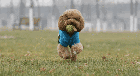 成都宠物狗价格和 *** ，宠物狗背包价格及 ***-警犬训练器材厂家 _警犬训练用品_工作犬训练用品-南京开久警犬装备