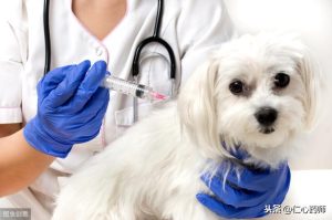 怎么判断狗咬没咬破皮没流血不代表没破皮!-警犬训练器材厂家 _警犬训练用品_工作犬训练用品-南京开久警犬装备