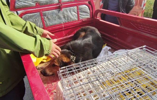 狗市买狗怎么砍价 - 警犬训练器材厂家 _警犬训练用品_工作犬训练用品-南京开久警犬装备-警犬训练器材厂家 _警犬训练用品_工作犬训练用品-南京开久警犬装备