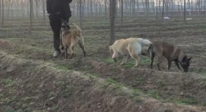 山东马犬怎么样(山东马 *** 舍)-警犬训练器材厂家 _警犬训练用品_工作犬训练用品-南京开久警犬装备
