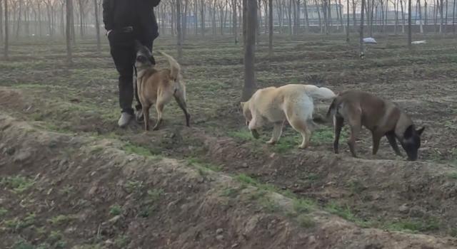 山东马犬怎么样(山东马 *** 舍) - 警犬训练器材厂家 _警犬训练用品_工作犬训练用品-南京开久警犬装备-警犬训练器材厂家 _警犬训练用品_工作犬训练用品-南京开久警犬装备