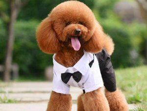 大贵宾犬多少钱一只(大贵宾狗狗多少钱一只)-警犬训练器材厂家 _警犬训练用品_工作犬训练用品-南京开久警犬装备