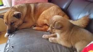 狗狗差我两个多小时 *** (狗狗差我两个多小时 ***  *** )-警犬训练器材厂家 _警犬训练用品_工作犬训练用品-南京开久警犬装备