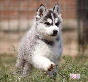 哈尔滨哪个宠物店买狗好(哈尔滨宠物店哪家卖狗)-警犬训练器材厂家 _警犬训练用品_工作犬训练用品-南京开久警犬装备