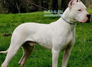 九江犬业比特龙头-警犬训练器材厂家 _警犬训练用品_工作犬训练用品-南京开久警犬装备