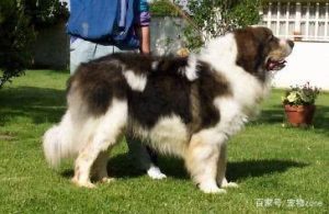 大型犬种(大型狗狗品种大全)-警犬训练器材厂家 _警犬训练用品_工作犬训练用品-南京开久警犬装备