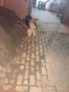 媒体:狗咬人2个月才道歉尽显赖皮-警犬训练器材厂家 _警犬训练用品_工作犬训练用品-南京开久警犬装备