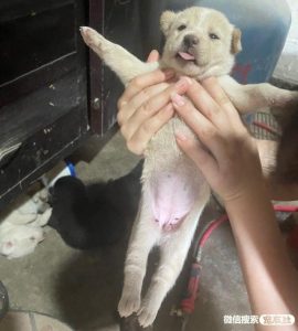 狗狗领养平台(领养流浪狗的平台)-警犬训练器材厂家 _警犬训练用品_工作犬训练用品-南京开久警犬装备