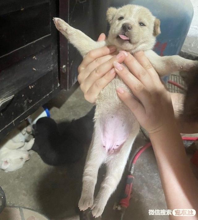 狗狗领养平台(领养流浪狗的平台) - 警犬训练器材厂家 _警犬训练用品_工作犬训练用品-南京开久警犬装备-警犬训练器材厂家 _警犬训练用品_工作犬训练用品-南京开久警犬装备