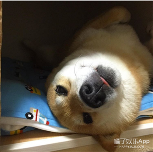 狗睡觉还要叫上我陪它睡觉萌宠 - 警犬训练器材厂家 _警犬训练用品_工作犬训练用品-南京开久警犬装备-警犬训练器材厂家 _警犬训练用品_工作犬训练用品-南京开久警犬装备