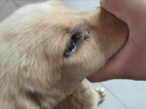 犬瘟晚期症状(狗狗犬瘟晚期症状)-警犬训练器材厂家 _警犬训练用品_工作犬训练用品-南京开久警犬装备