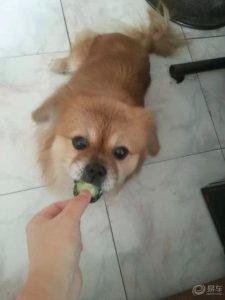 小狮子狗_梦见小狮子狗-警犬训练器材厂家 _警犬训练用品_工作犬训练用品-南京开久警犬装备