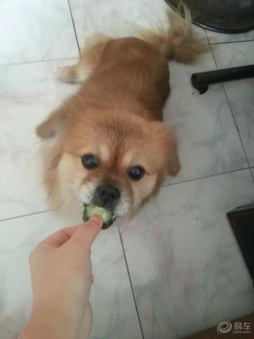 小狮子狗_梦见小狮子狗 - 警犬训练器材厂家 _警犬训练用品_工作犬训练用品-南京开久警犬装备-警犬训练器材厂家 _警犬训练用品_工作犬训练用品-南京开久警犬装备