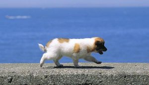 狗虱子最怕什么(狗虱子最怕什么东西)-警犬训练器材厂家 _警犬训练用品_工作犬训练用品-南京开久警犬装备