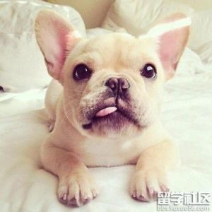 便宜宠物狗(最便宜的宠物狗是哪种)-警犬训练器材厂家 _警犬训练用品_工作犬训练用品-南京开久警犬装备