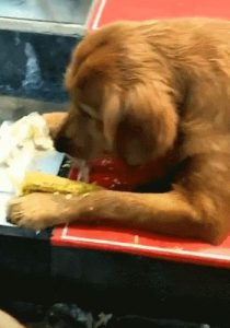 狗狗把火腿肠皮吃下去了怎么办(狗狗把火腿肠的壳吃下去了怎么办)-警犬训练器材厂家 _警犬训练用品_工作犬训练用品-南京开久警犬装备