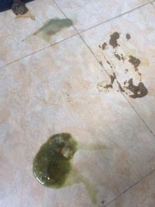 3个月的狗狗有点拉稀怎么办啊-警犬训练器材厂家 _警犬训练用品_工作犬训练用品-南京开久警犬装备