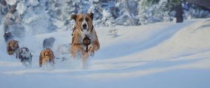 关于雪橇犬的 *** (讲雪橇犬的 *** )-警犬训练器材厂家 _警犬训练用品_工作犬训练用品-南京开久警犬装备