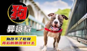 小狗为什么吃自己拉的屎(小狗为什么吃自己拉的屎还特别臭)-警犬训练器材厂家 _警犬训练用品_工作犬训练用品-南京开久警犬装备