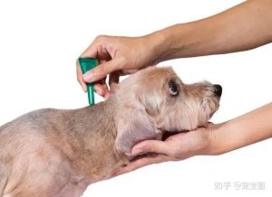 狗狗打完狂犬疫苗后多久可以洗澡(狗狗打完狂犬疫苗后多久可以洗澡疫苗多久可以出门)-警犬训练器材厂家 _警犬训练用品_工作犬训练用品-南京开久警犬装备